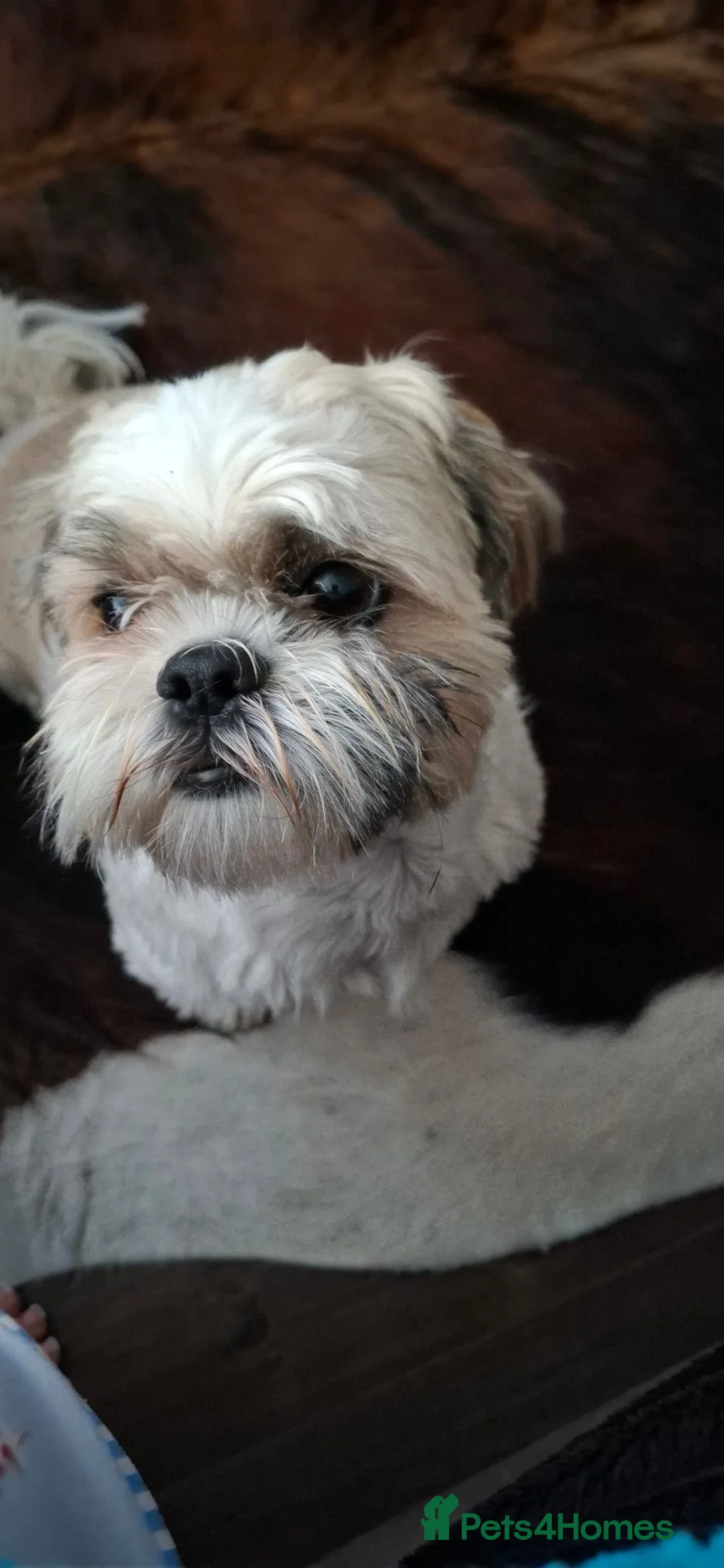 Shih Tzu dogs for sale: Female shih tzu for sale - Advert 2