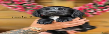 Mixed Breed 3