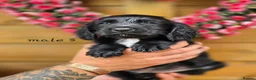 Mixed Breed dogs for sale: Spangold puppies  - Advert 4