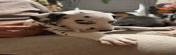 Dalmatian dogs for sale: RKG Dalmatian pups ready this weekend  - Advert 20
