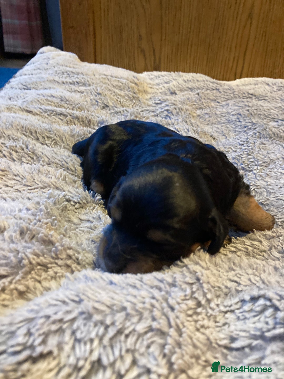 Cockapoo dogs for sale: Stunning Litter of Phantom F1 Cockapoo Puppies - Image 15