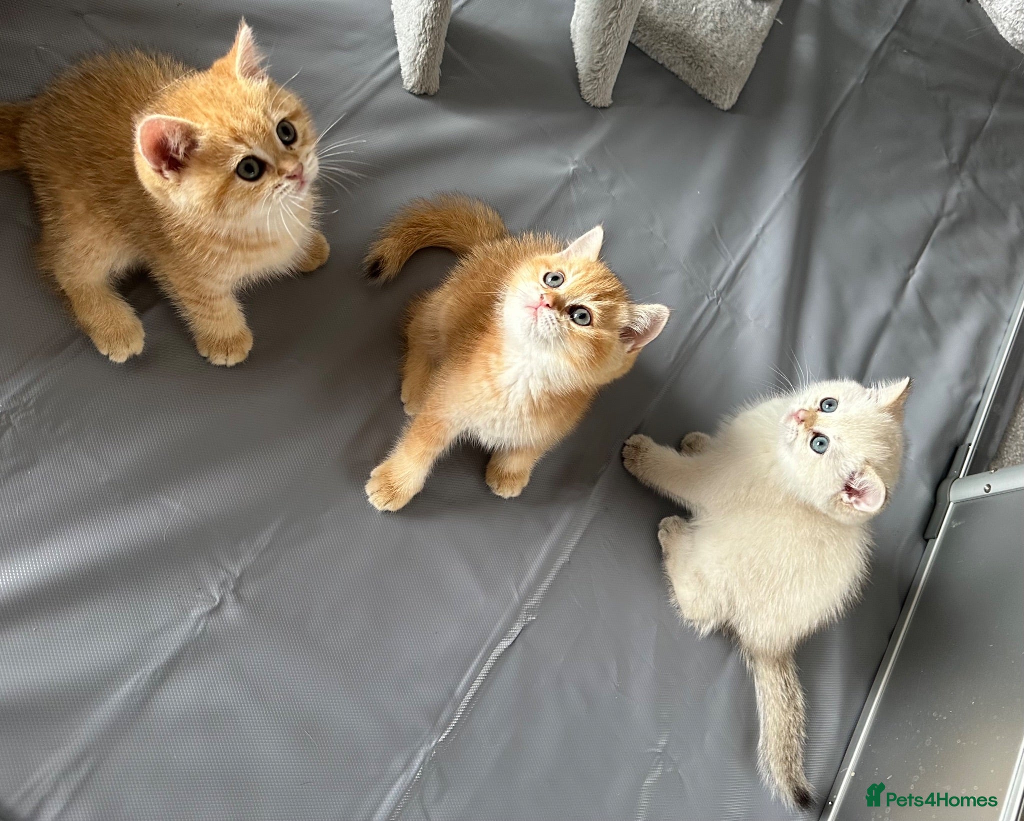 British Shorthair cats  Stunning chocolate golden British Shorthairs - Advert 9