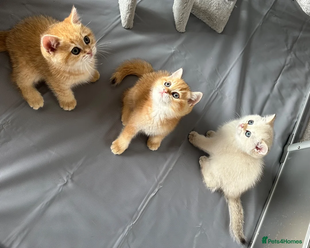 British Shorthair cats for sale:  Stunning chocolate golden British Shorthairs - Advert 1