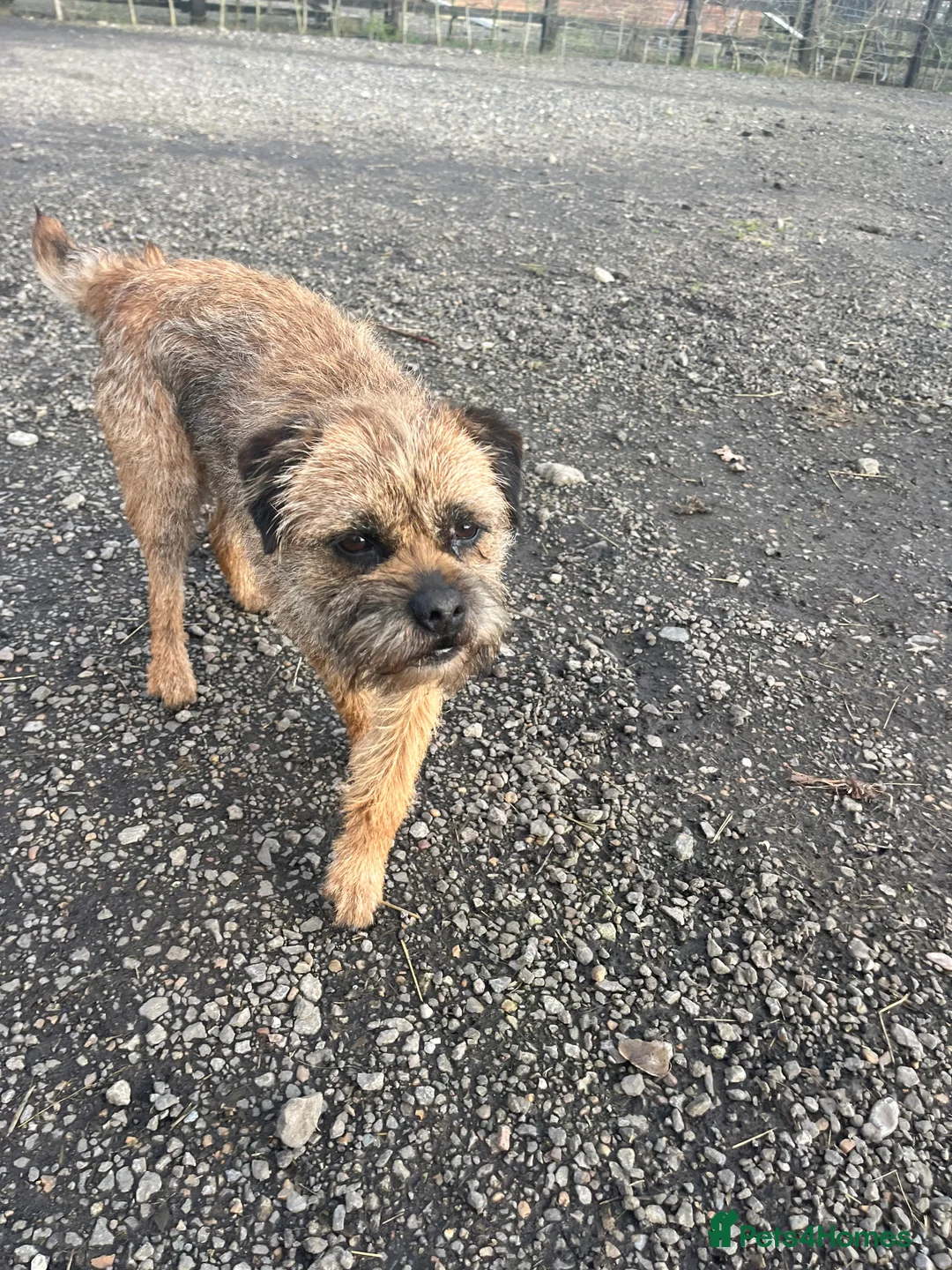 Border Terrier dogs for stud: KC Registered Border Terrier  - Advert 2