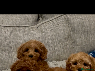 Cockapoo dogs Cockapoo F1b Male - Advert 3