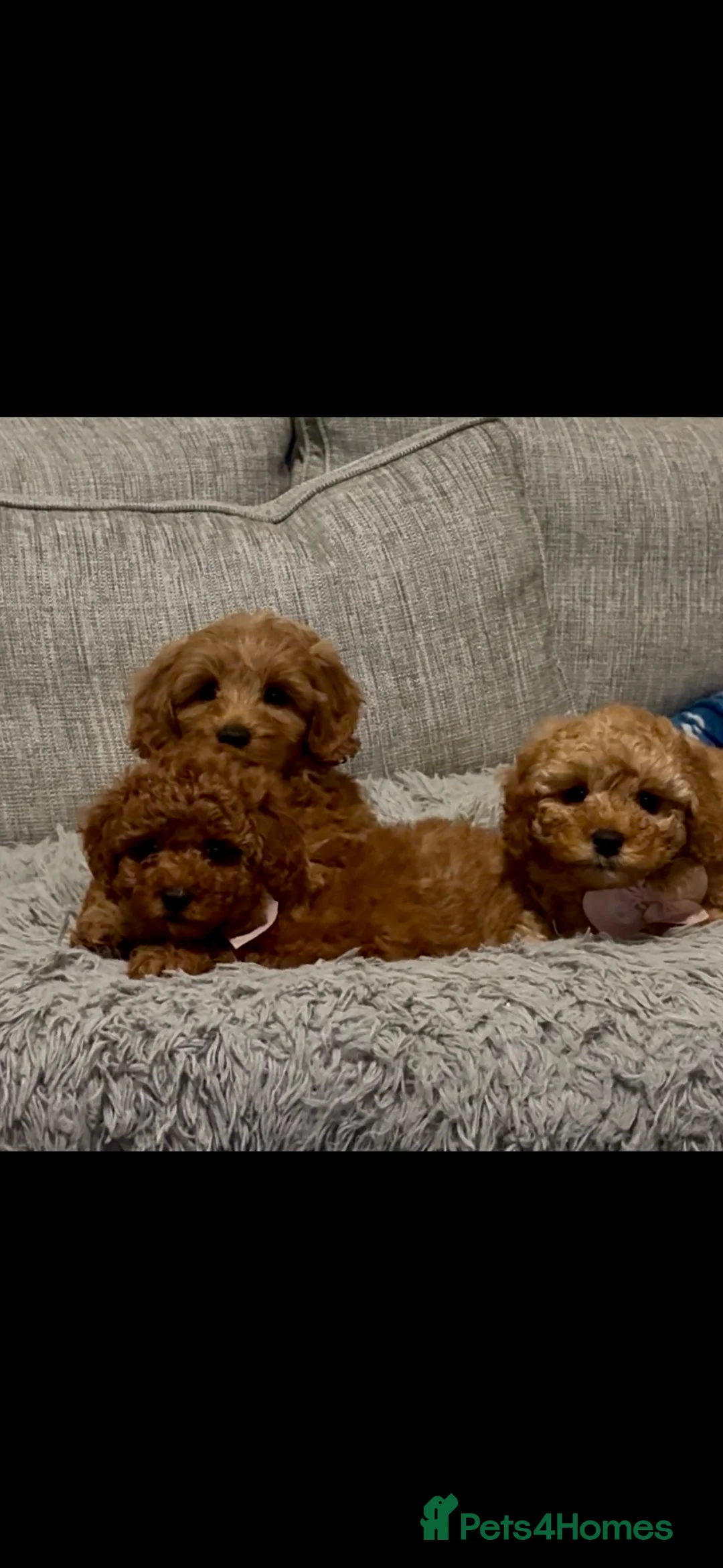 Cockapoo dogs for sale: Cockapoo F1b Male - Advert 1