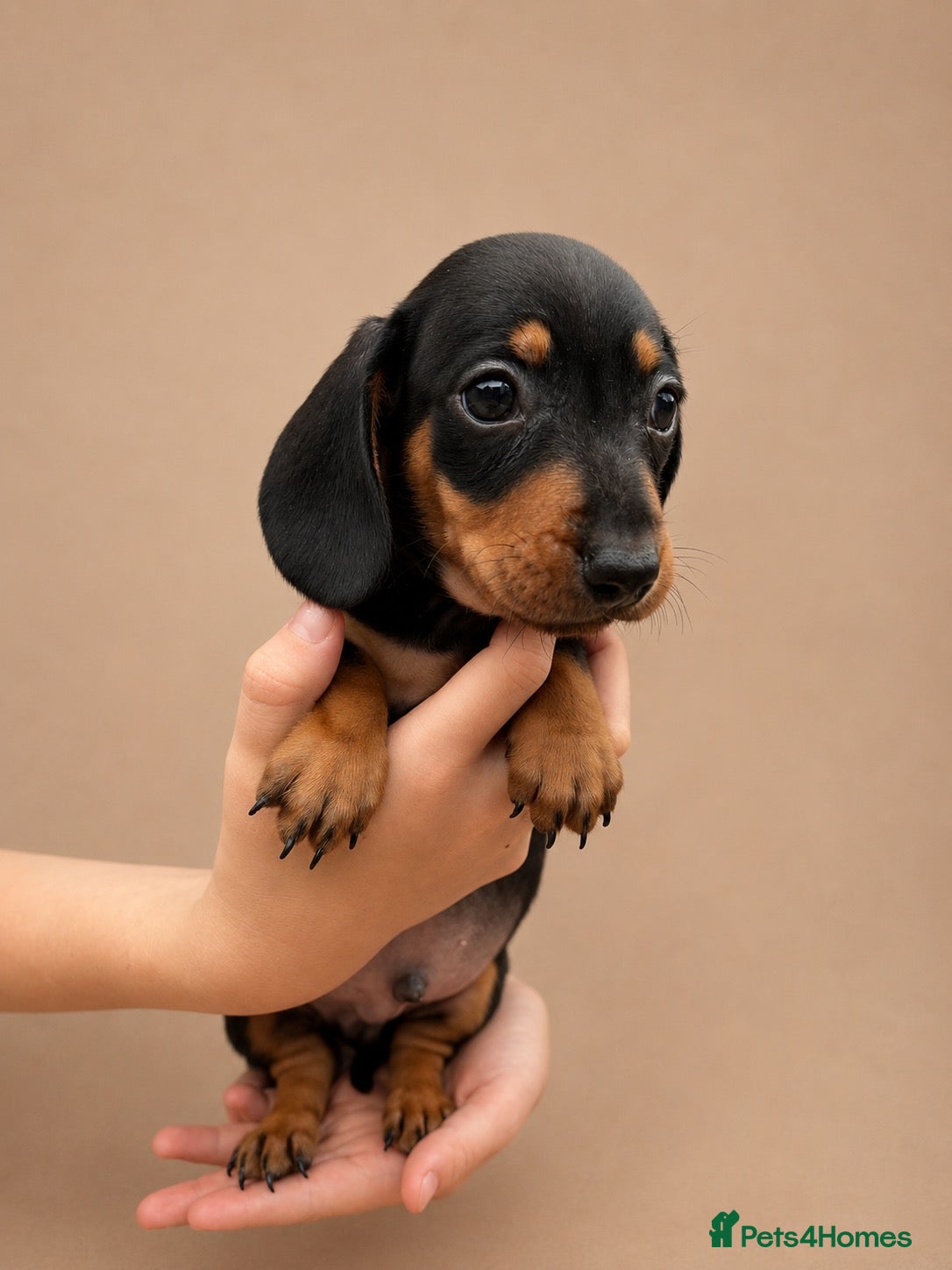 Miniature Dachshund dogs Miniature Dachshund Puppies 💝READY NOW💝 - Advert 2