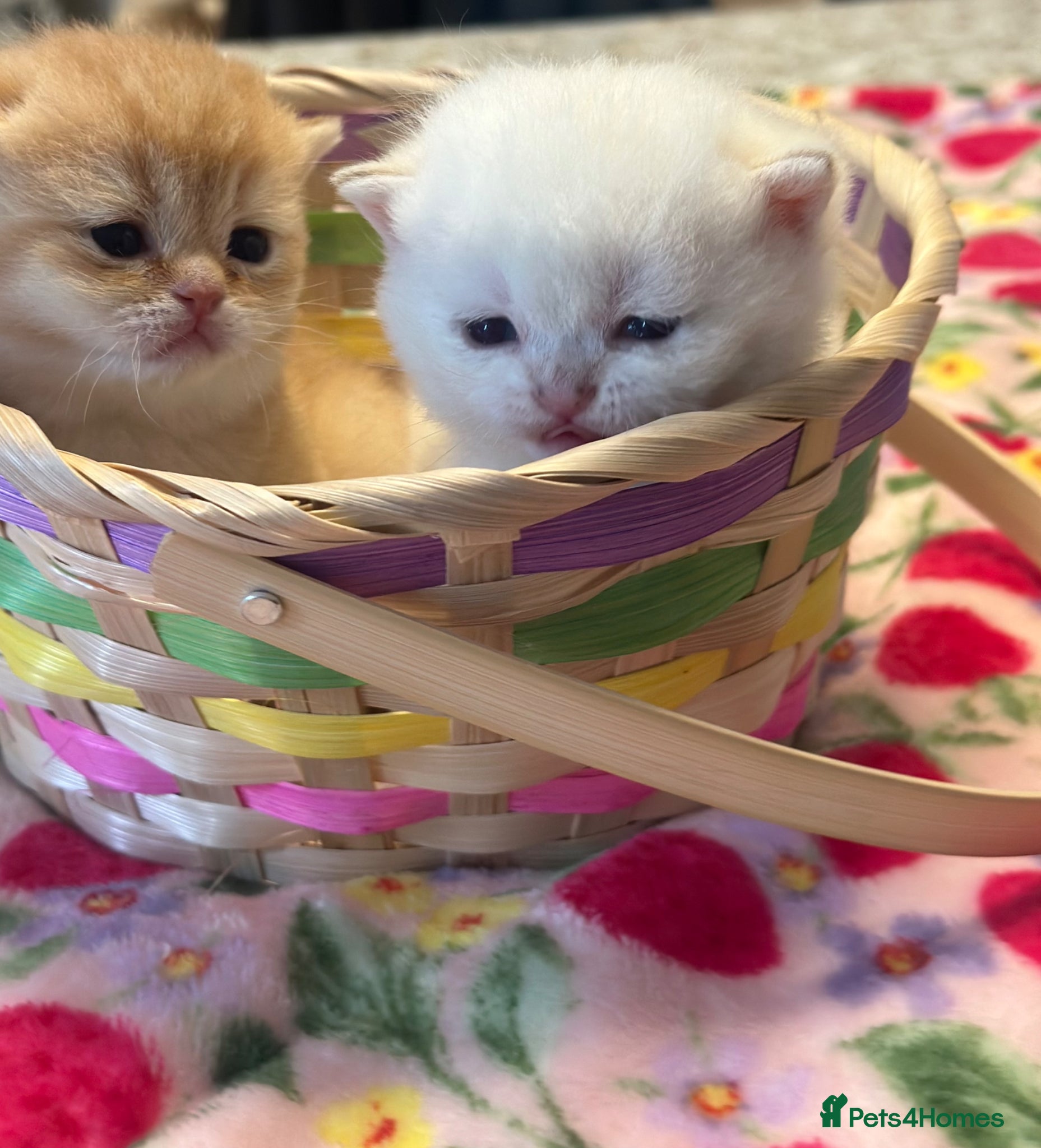 British Shorthair cats Breathtaking beauties 😻😻 - Advert 2