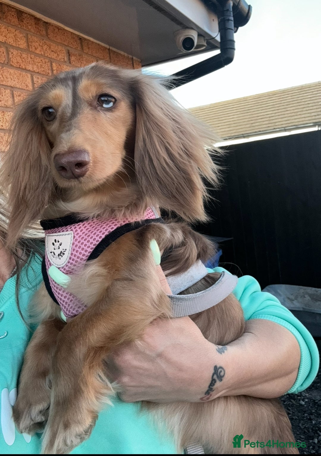 Miniature Dachshund dogs for sale: Long haired Russian pedigree miniature dachshunds - Advert 6