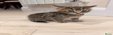Bengal Kitten 1