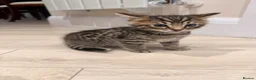 Mixed Breed cats for sale: Half bengal kitten  - Advert 13