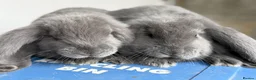 French Lop rabbits for sale: Stunning French lop babies  - Advert 9