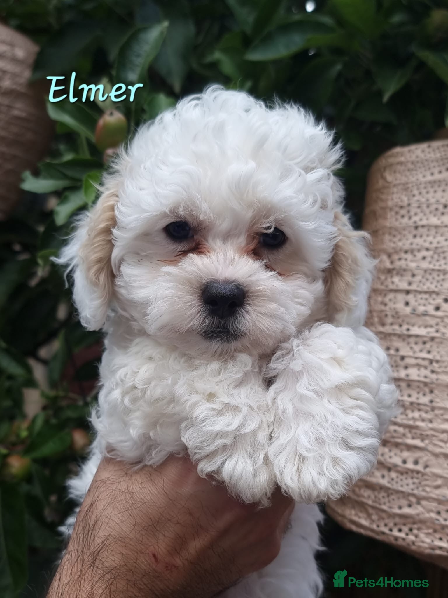 Shihpoo dogs ❤️2 Beautiful Shihpoo Boys ❤️ - Advert 1