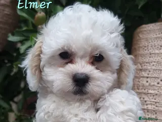 Shihpoo dogs ❤️2 Beautiful Shihpoo Boys ❤️ - Advert 3