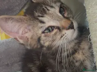 Bengal cats Beautiful Fluffy Bengal mix female for sale🎀🌸 - Advert 4