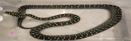 Snake reptiles for sale: Diamond Carpet Pythons - Advert 3