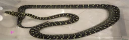 Snake reptiles for sale: Diamond Carpet Pythons - Advert 3
