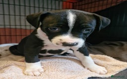 Mixed Breed dogs for sale: “Meet the Ones Who’ll Make Every Day Brighter.” - Image 1