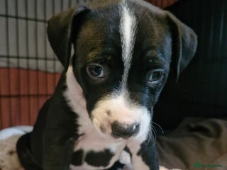 Mixed Breed dogs for sale - Advert 1