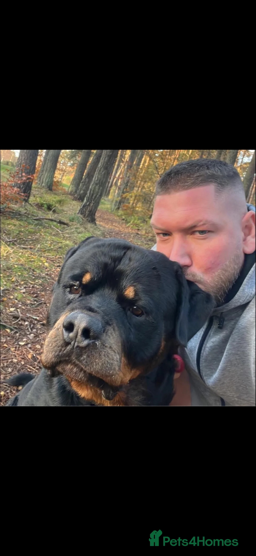 Rottweiler dogs for sale: Rottweiler pups - Advert 11
