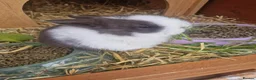 Mini Lop rabbits for sale: Beautiful Mini Lop Does - Advert 12