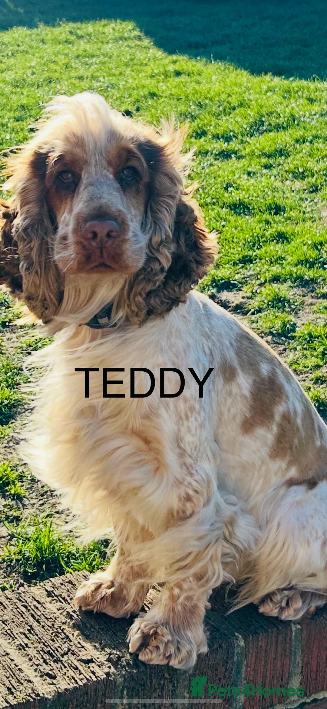 Cocker Spaniel dogs for stud: 2 PROVEN/HEALTH CLEAR KC Show Cocker Spaniels Stud in Shildon - Advert 2