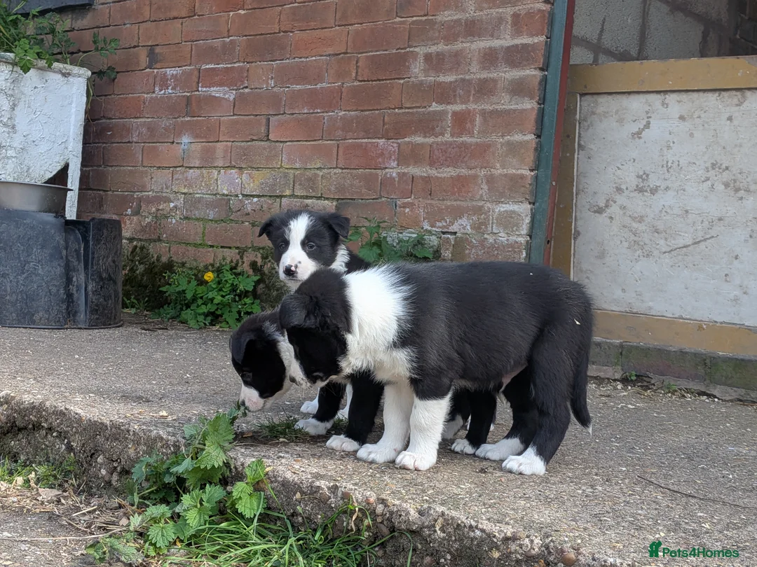 Border Collie dogs for sale: Border Collie Puppies for sale - Advert 14