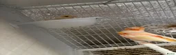 Mixed Breed birds for sale: Canary, finches and more  - Advert 2
