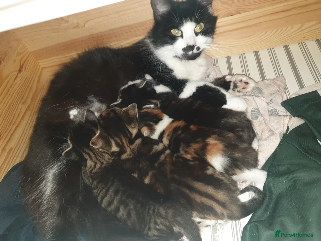 British Shorthair cats for sale: 4 incredibly stunning kittens - Advert 1