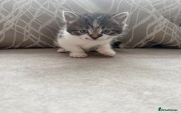 Mixed Breed cats for sale: Adorable kittens  - Image 3