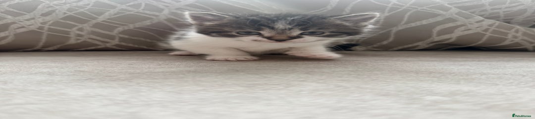 Mixed Breed Kitten 2