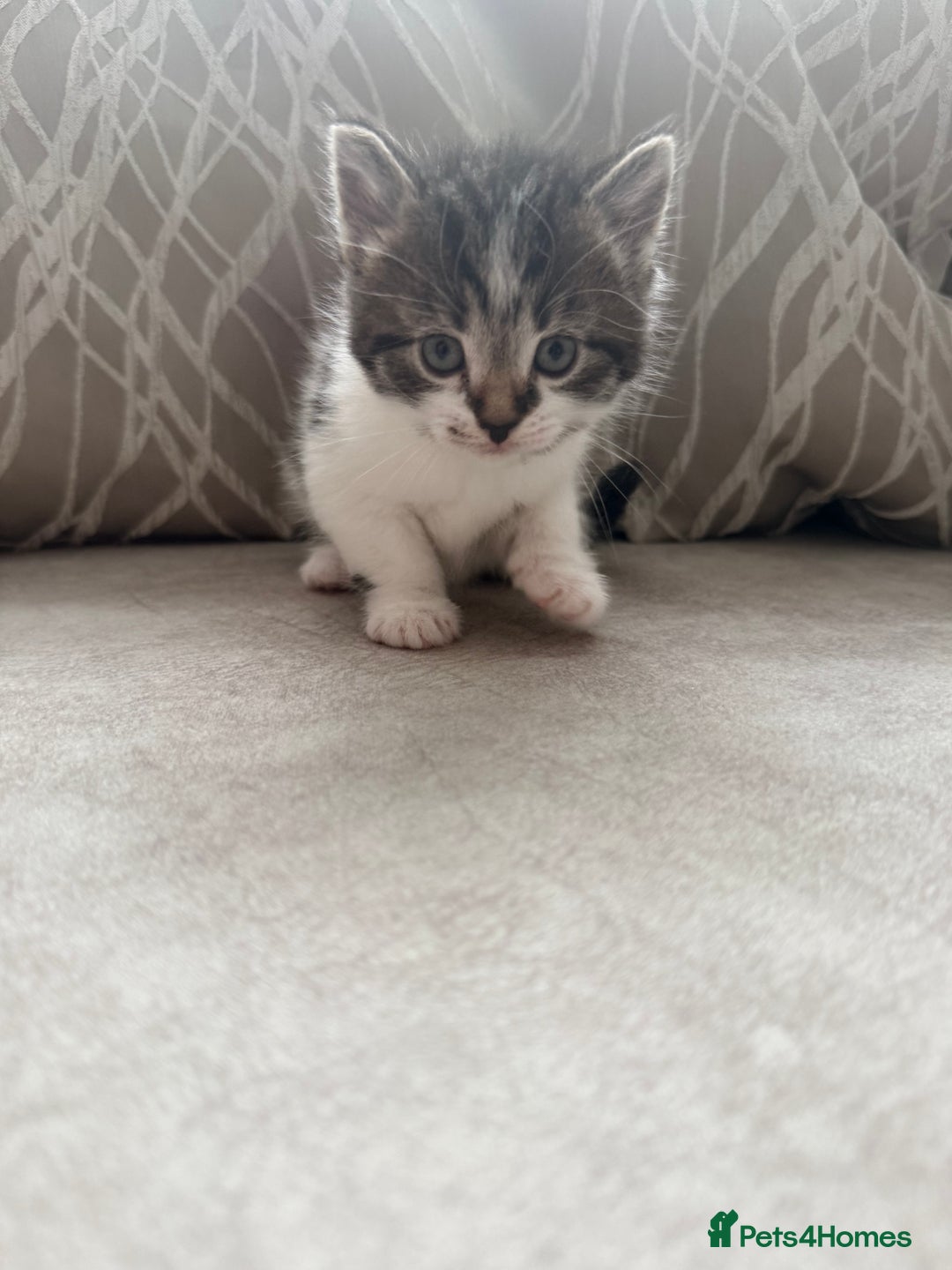 Mixed Breed cats for sale: Adorable kittens  - Image 3