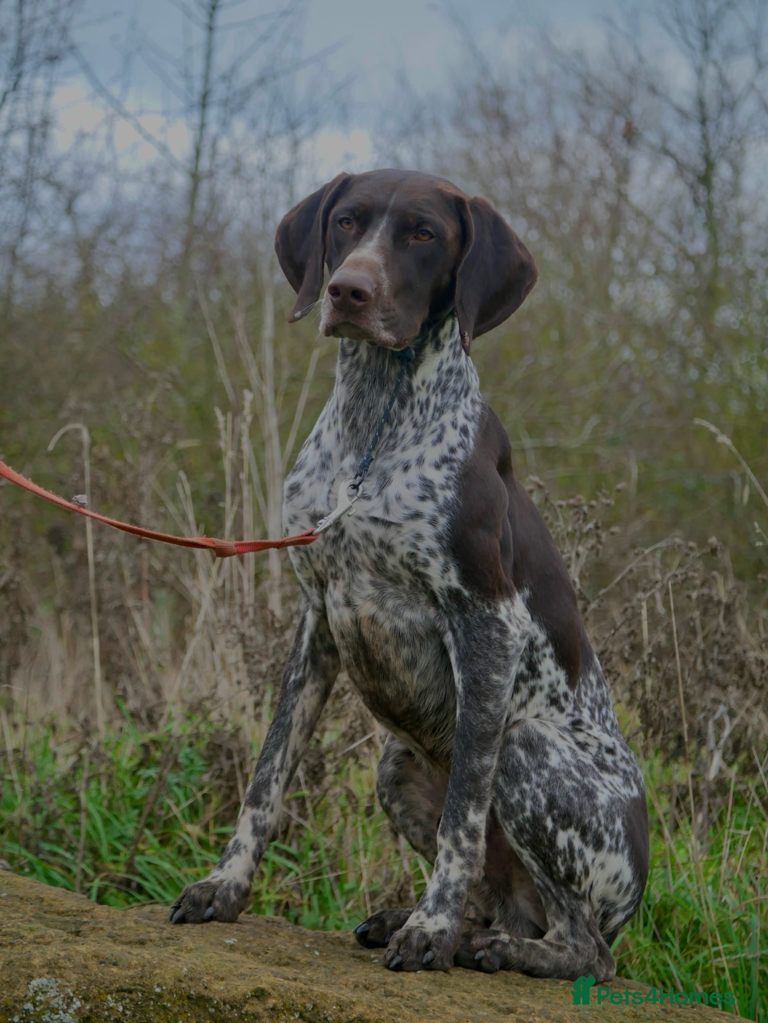 German Shorthaired Pointer dogs PROVEN KC REG German shorthaired Pointer Stud - Advert 4