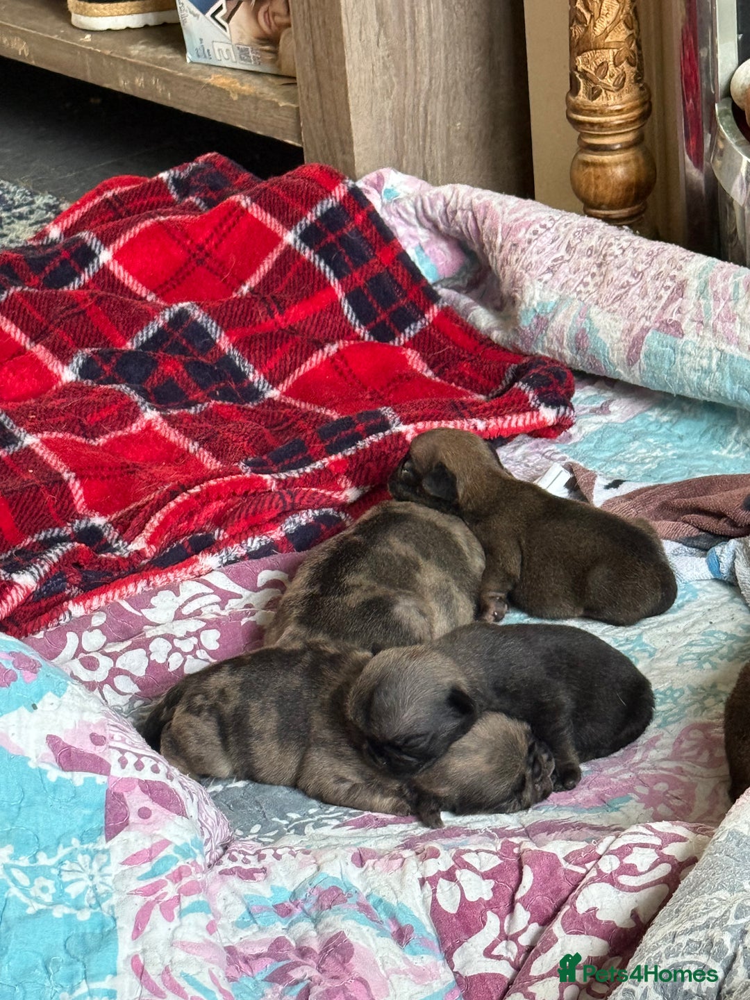 Pug dogs for sale: Pug puppies  - Image 4