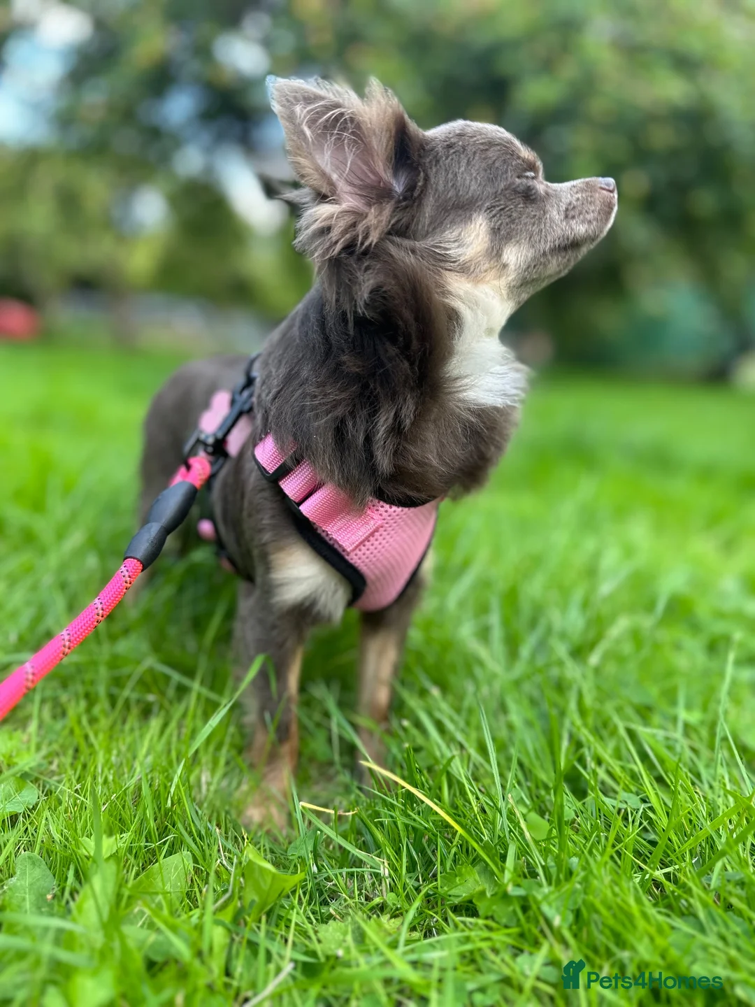 Chihuahua dogs for sale: 2 Chichi Sisters Looking for a Forever Home 🐾❤️ in Hull - Advert 4