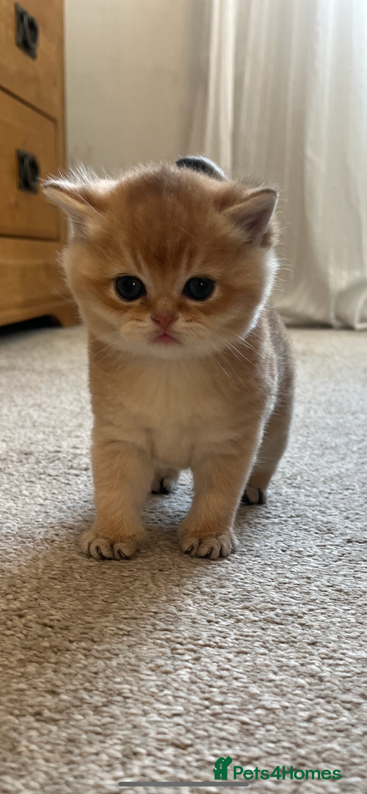 British Shorthair cats Gccf NY12 kittens world champion bloodline  - Advert 1