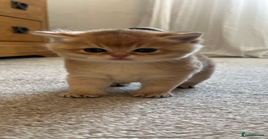 British Shorthair cats Gccf NY12 kittens world champion lines - Advert 11