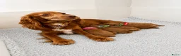 Cockapoo dogs for sale: 🐶✨Exceptional F1 Miniature Cockapoo ✨🐶 - Advert 5