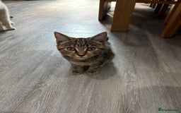 Mixed Breed cats for sale: Kitten for sale - Image 3