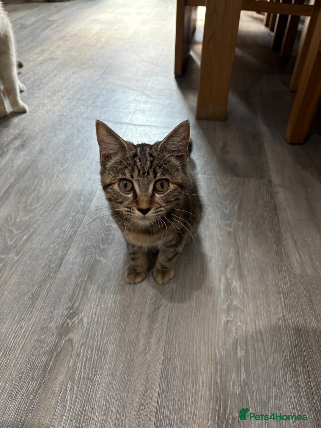 Mixed Breed cats for sale: Kitten for sale - Image 3