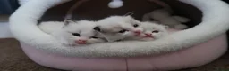 Ragdoll cats for sale: Bicolor/Lynx Ragdoll Kittens - TICA Registered  - Advert 9
