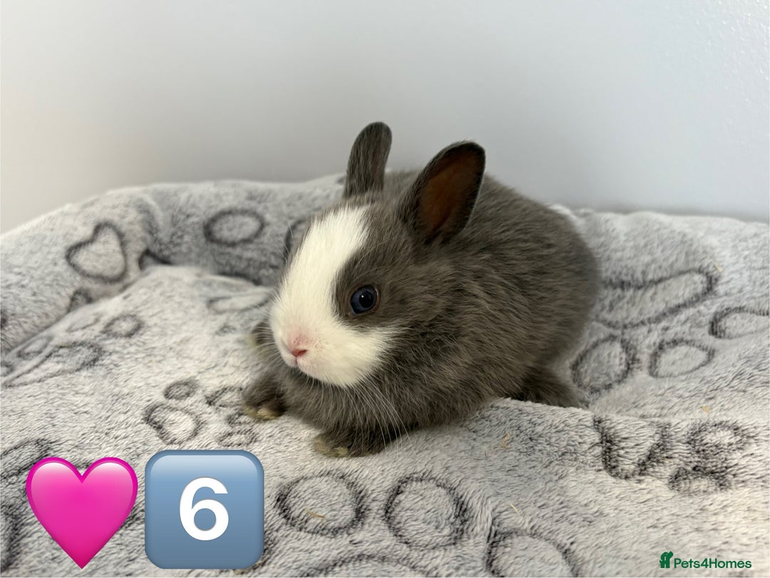 Netherland Dwarf rabbits for sale: 14 x Netherland Dwarf Bunnies 🐰🏡 🥰  - Image 15