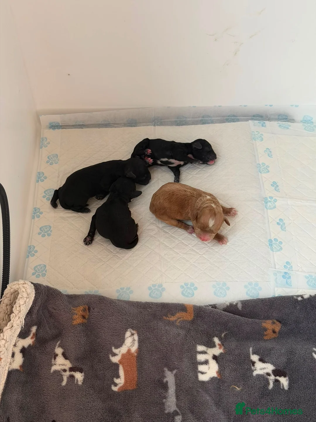 Cockapoo dogs for sale: 🐾❤️ Beautiful F1b Toy Cockapoo Puppies  ❤️🐾 in Wisbech - Advert 2