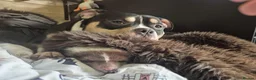 American Bully dogs for sale: Pocket bully for rehoming - Advert 5