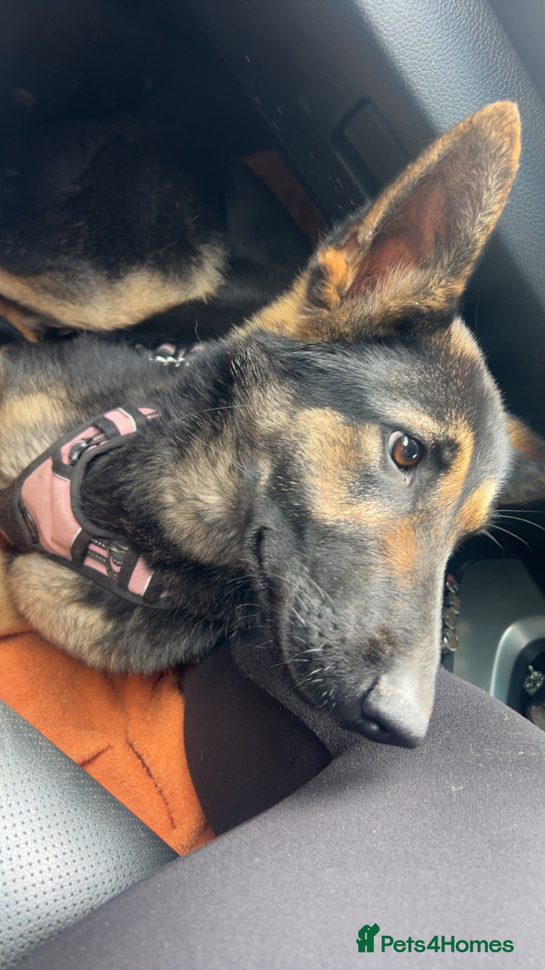 German Shepherd dogs for sale: Male and female German shepherd  - Image 4