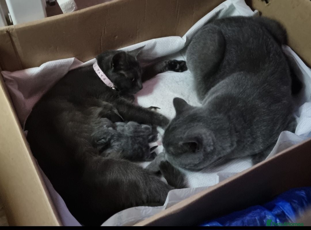 Russian Blue cats 4 beautiful Russian blue mixed with British blue - Advert 7