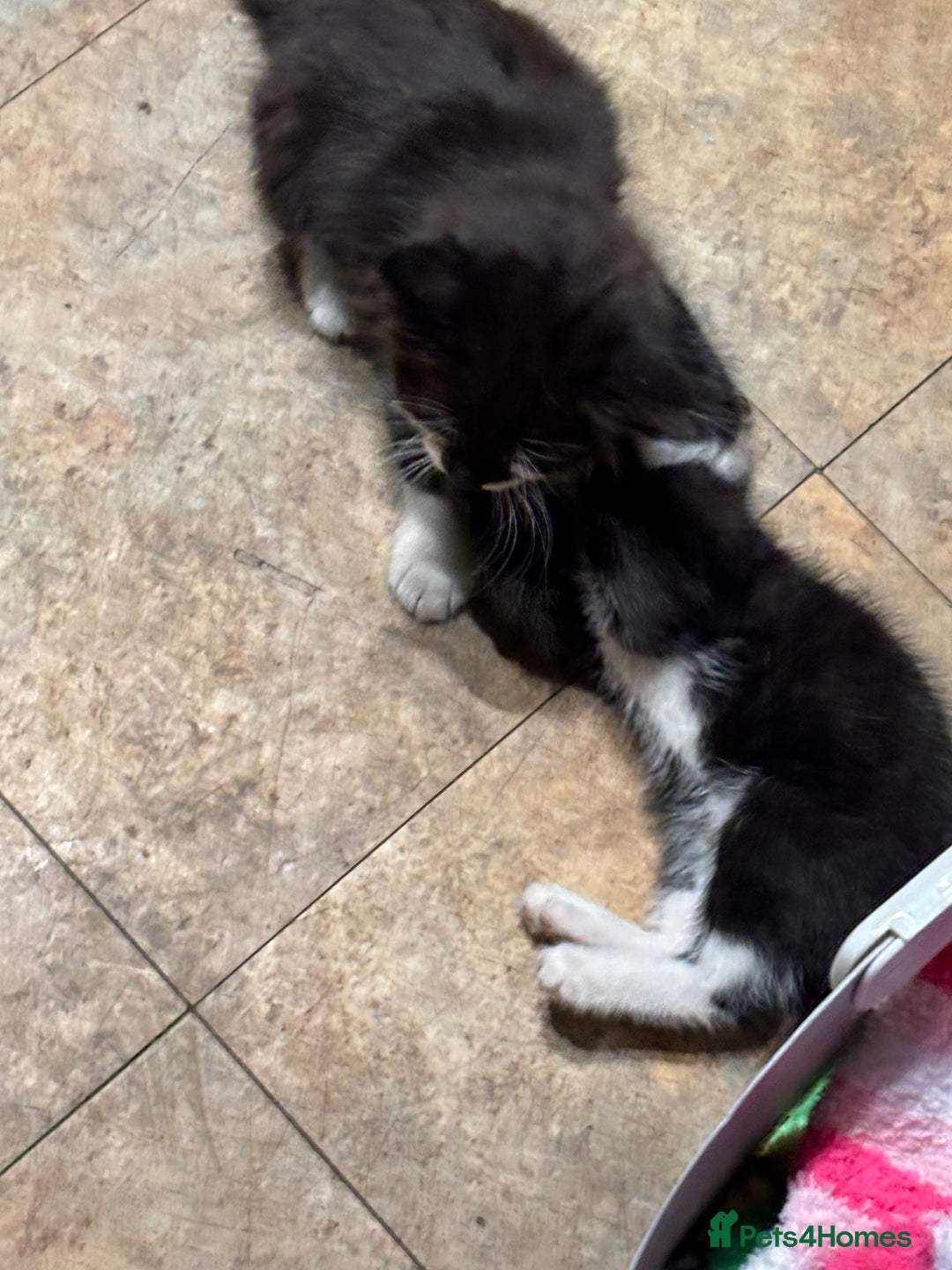 Mixed Breed cats for sale: 8 beautiful kittens mixed colours  - Advert 11