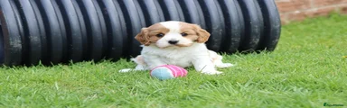 Cavachon Puppy 4