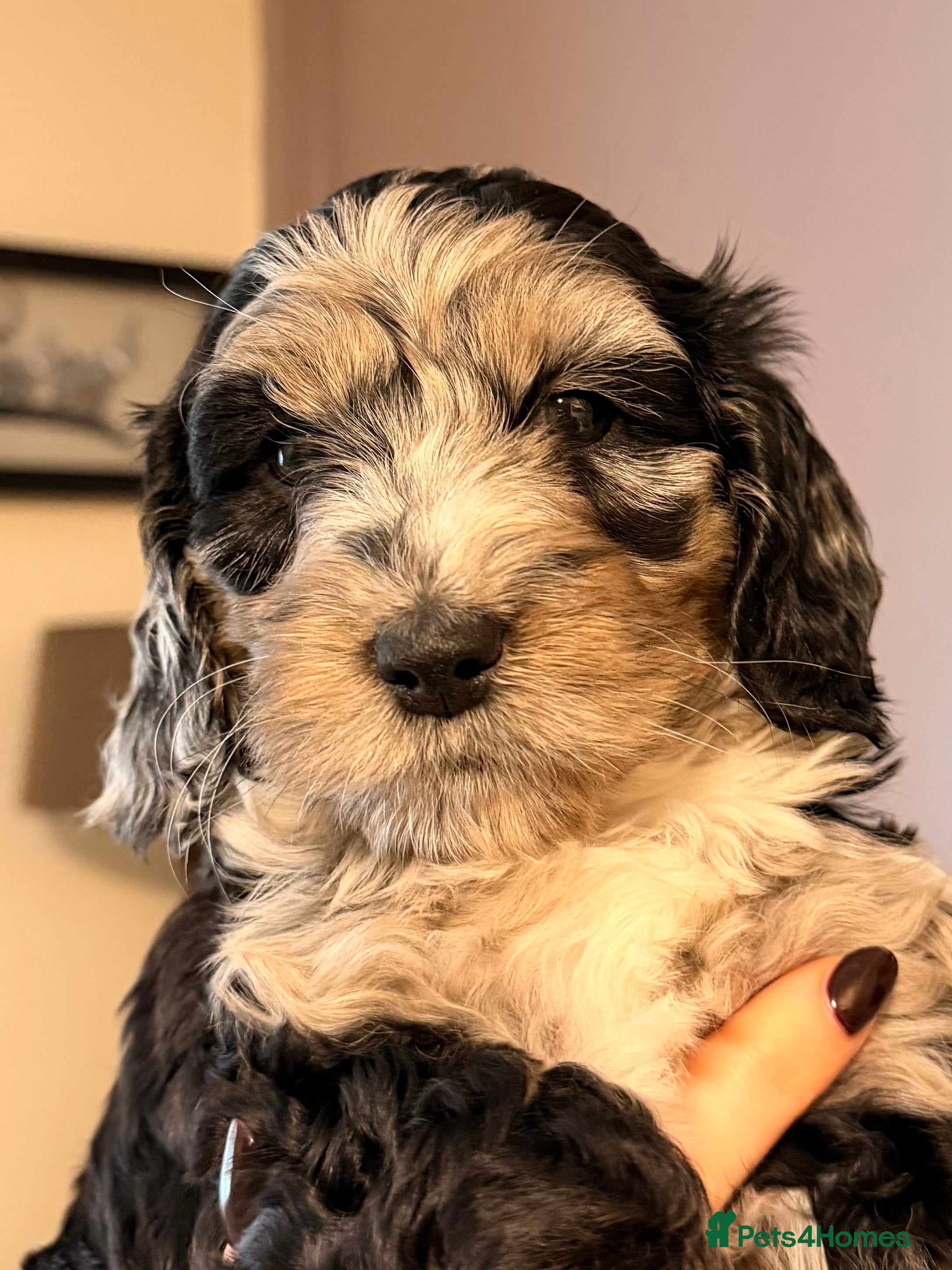 Cockapoo dogs F1 Cockapoo Puppies - Advert 16