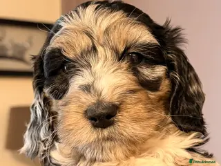 Cockapoo dogs F1 Cockapoo Puppies - Advert 16